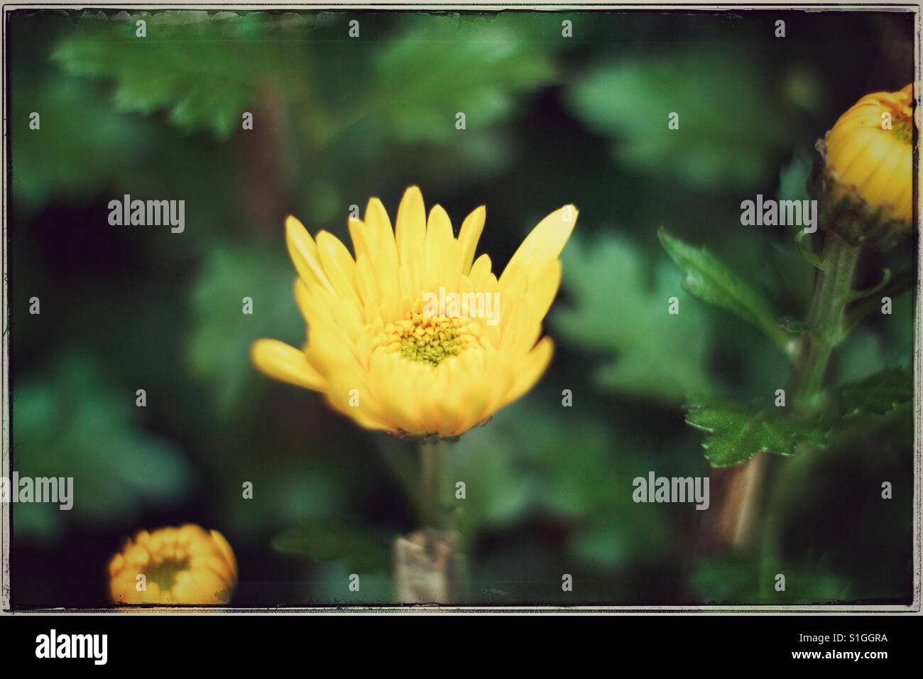 Blumen blühen. Stockfoto