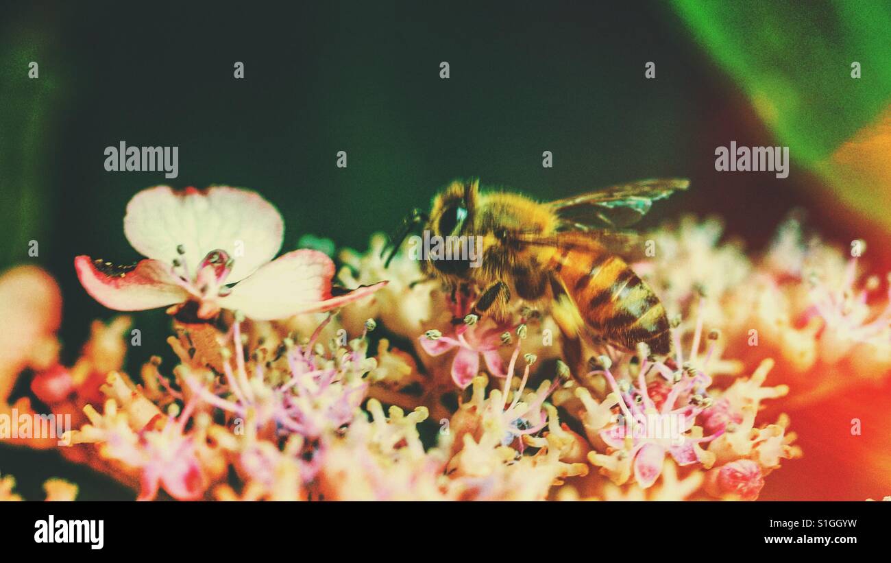 Die Honigbiene über einige Blumen Stockfoto