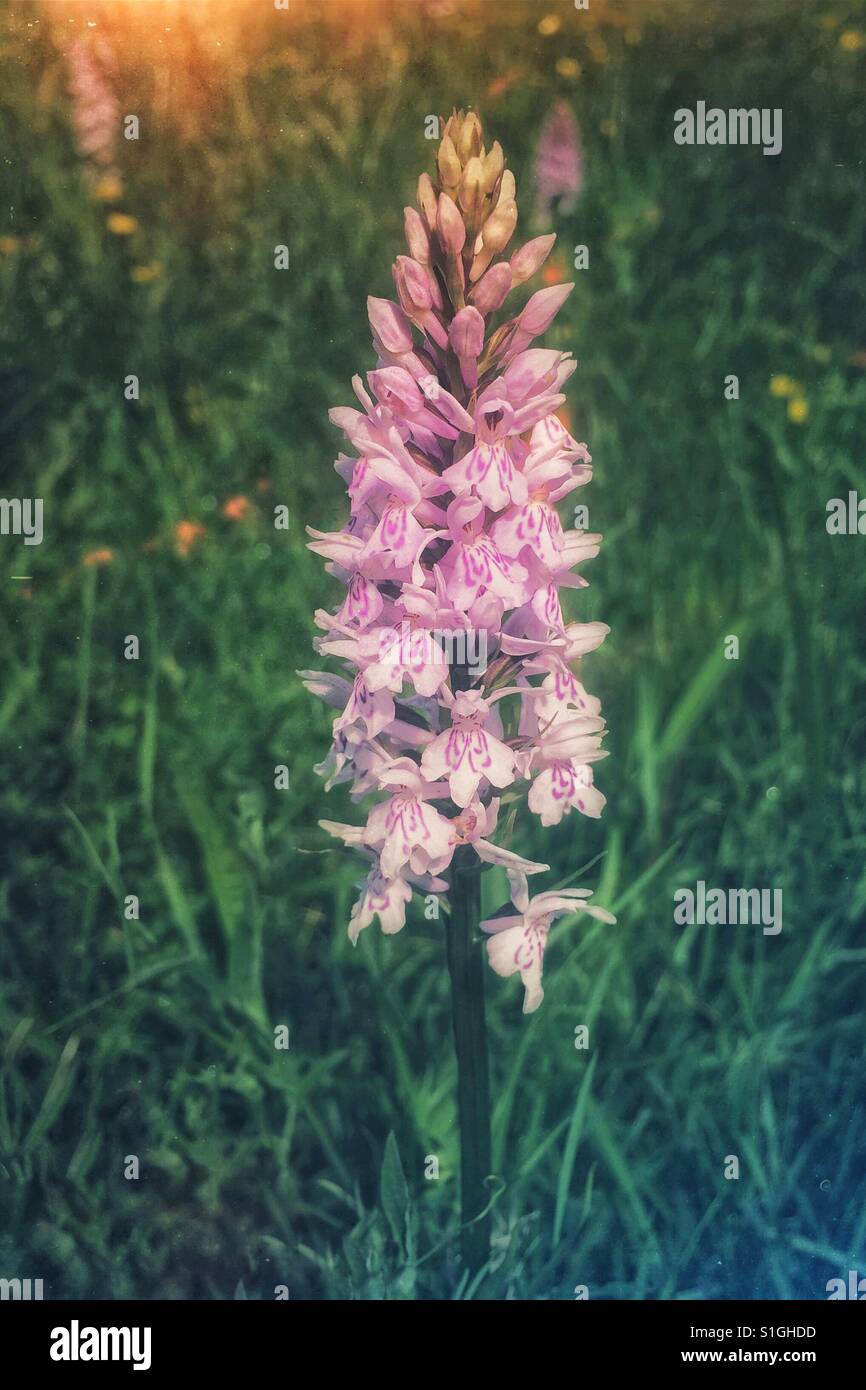 Gemeinsame gefleckte Orchidee - Smartphone-aufgenommenes Stockfoto