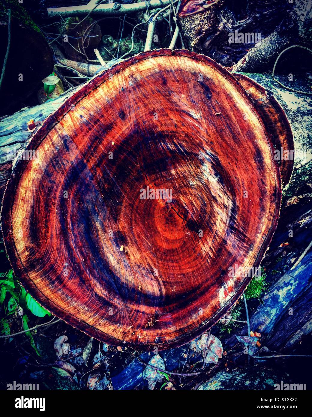 Holzstamm geschnitten Stockfoto