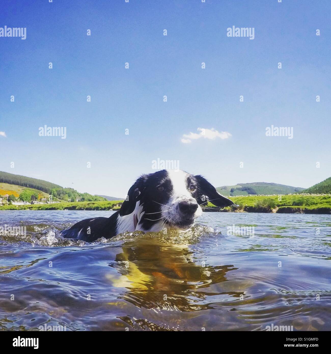 Collie Hund schwimmen im schottischen Fluss in der Sonne Stockfoto