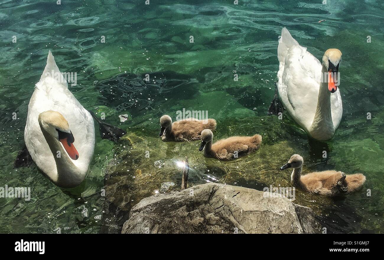 Familie von Schwänen: Eltern mit 3 Cygnets - Smartphone-aufgenommenes Stockfoto