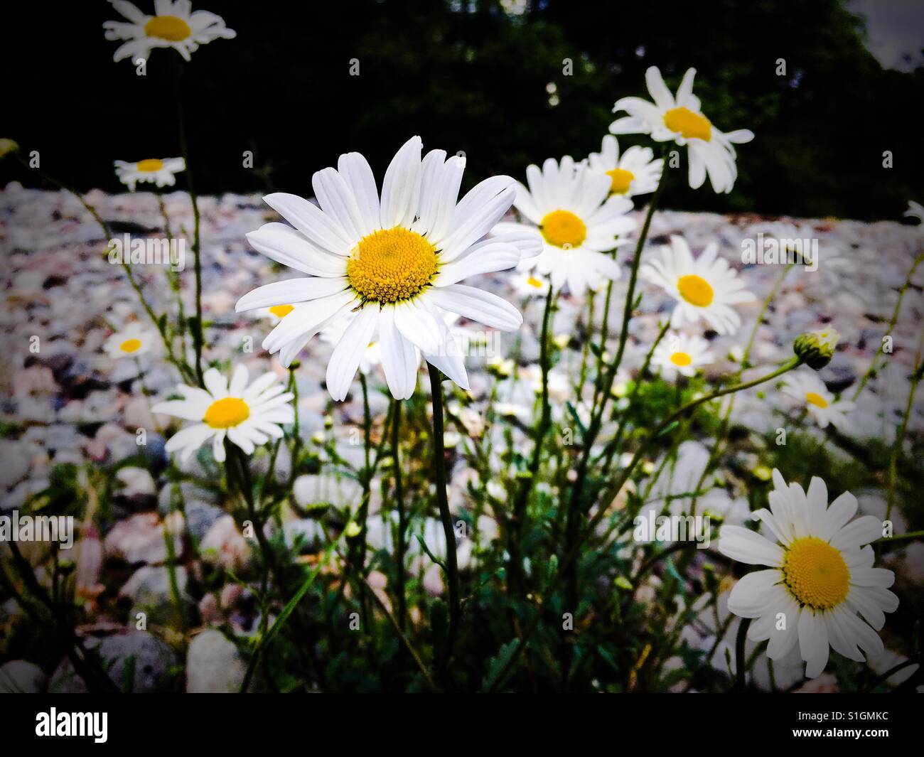 Ein Cluster von Ox Auge Gänseblümchen zwischen Felsen im Lake District, UK Stockfoto
