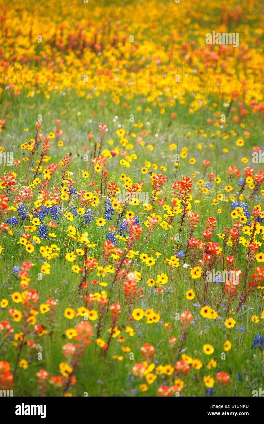 Texas Wildblumen Stockfoto