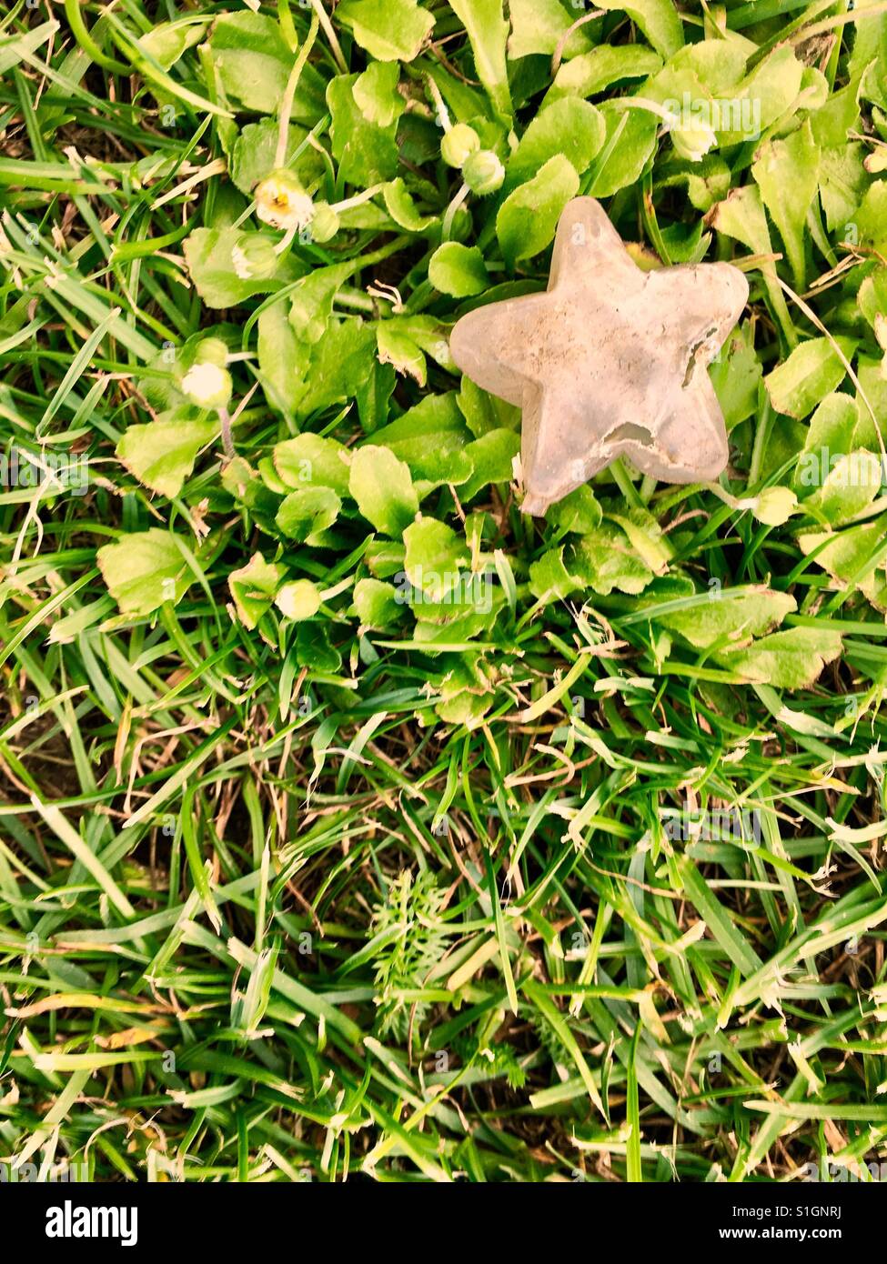 Ein Star auf dem Rasen - Smartphone-aufgenommenes Stockfoto