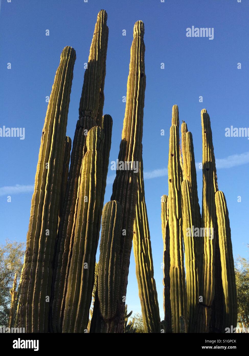 Hohen Kakteen in Arizona Stockfoto