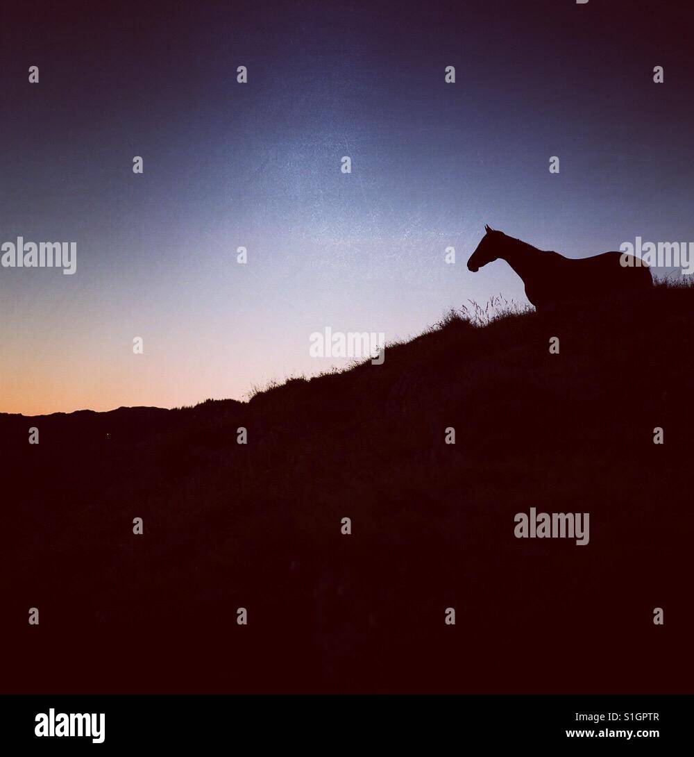 Pferd-silhouette Stockfoto