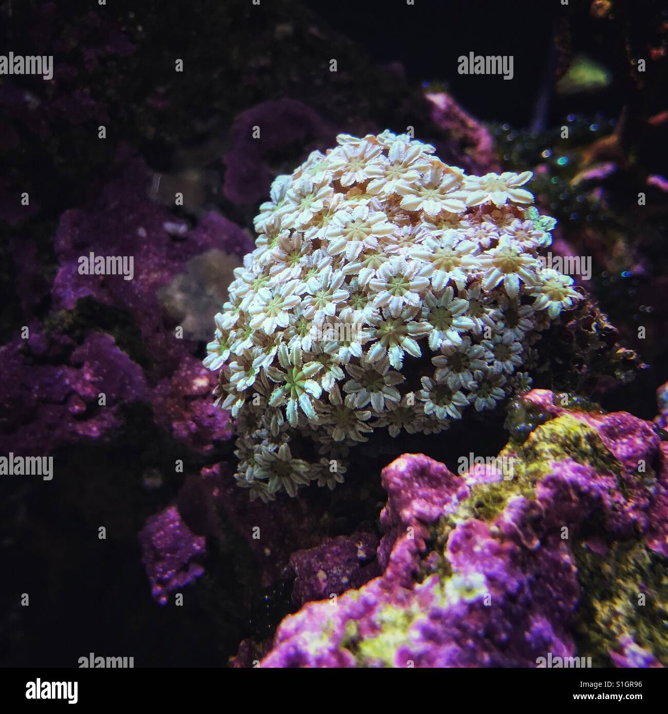 Orgel Coral (Tubipora Musica) in unserem aquarium Stockfoto