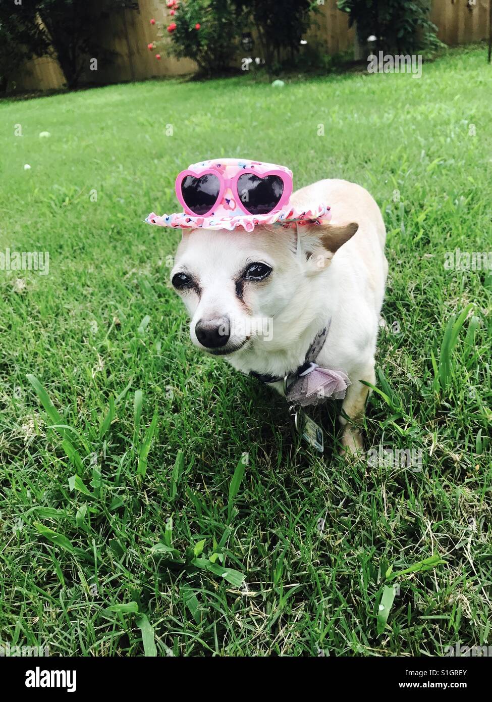 Genießen Sie die Sonne in ihren Sonnenhut Chihuahua Stockfoto