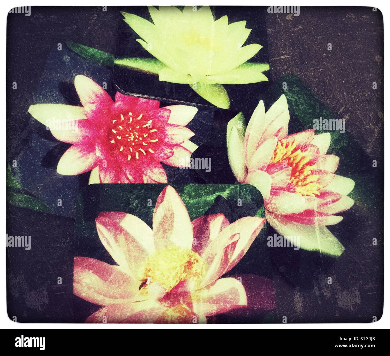 Untersetzer mit Lotus Blumenbilder. Stockfoto