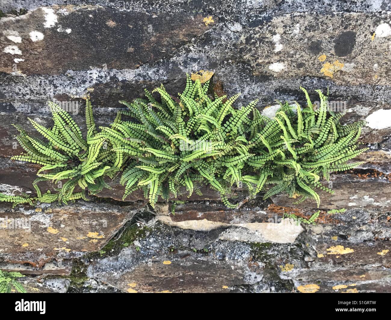 Farn. Aplenium Trichomanes. Maidenhair Spleenwort. Haarmilzfarn. Fougère. Asplenium Trichomanes. Stockfoto