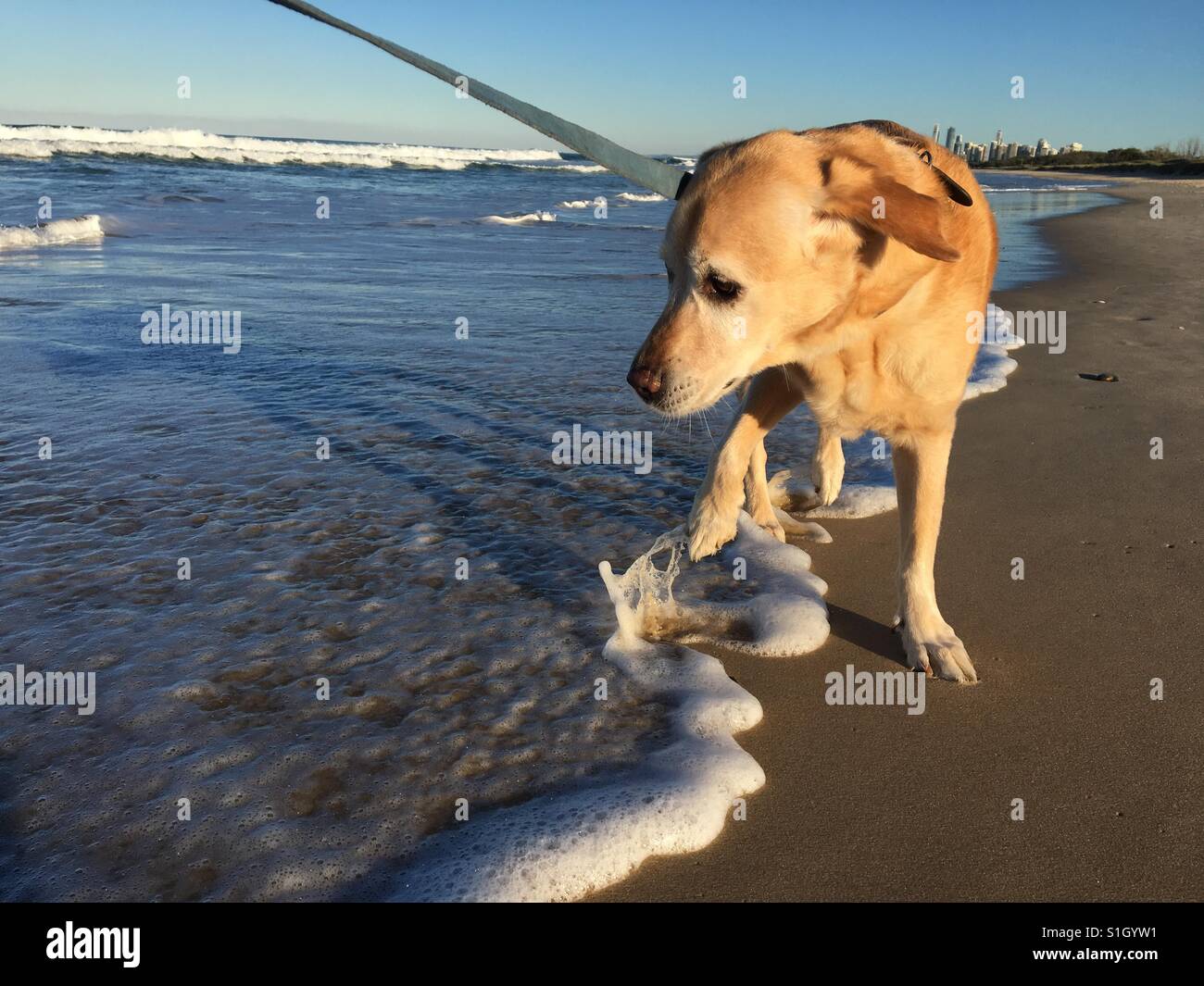Labrador Hund springen aus Welle am Strand an der Gold Coast Australien Stockfoto