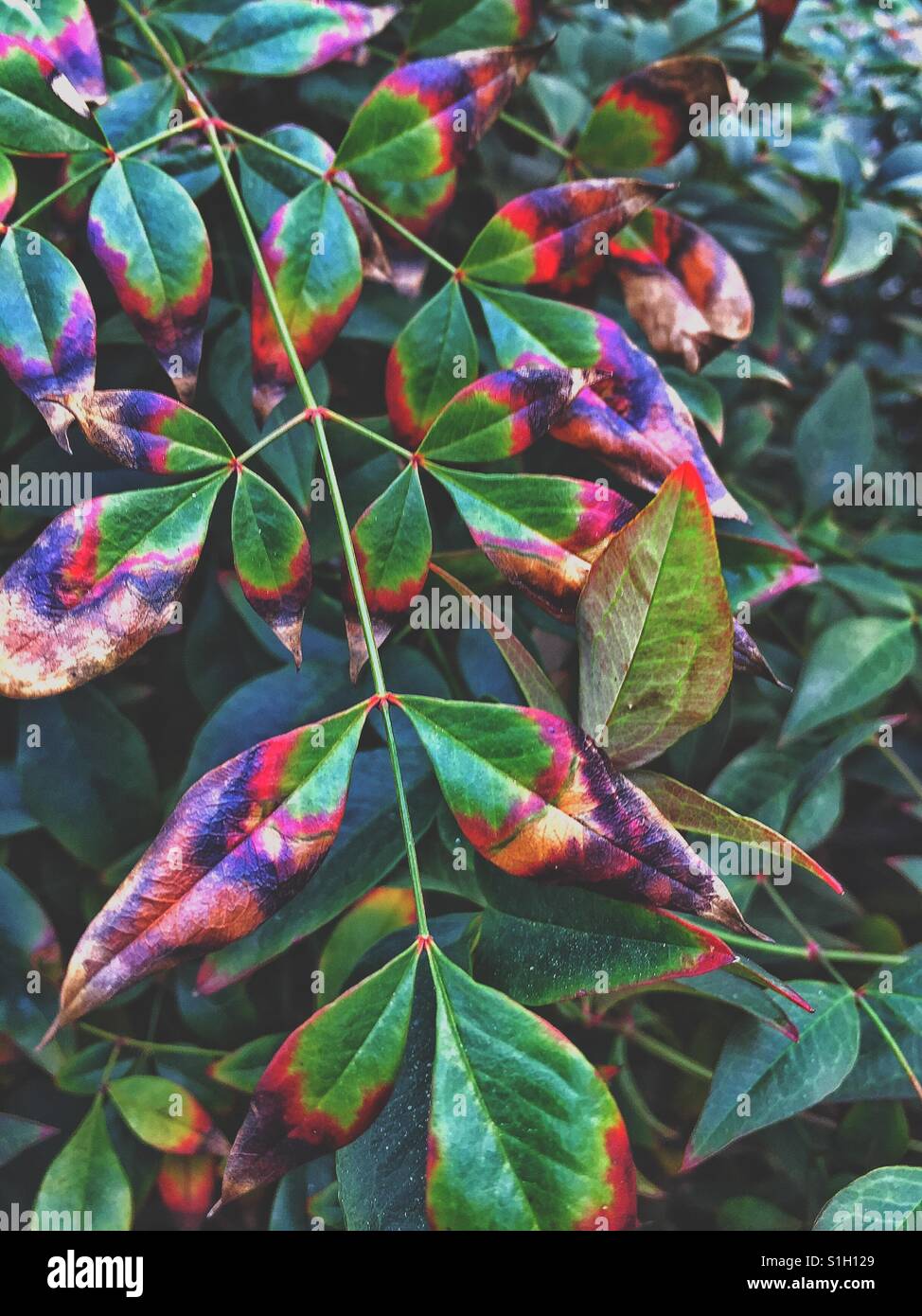 Seneszenten Blättern Stockfoto
