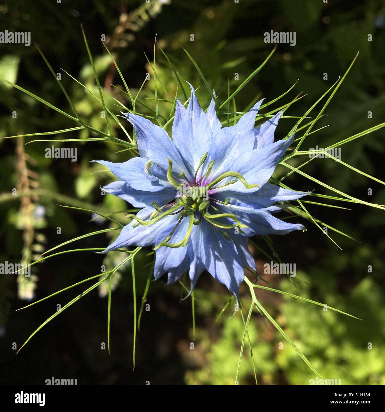 Nigella Blume Stockfoto