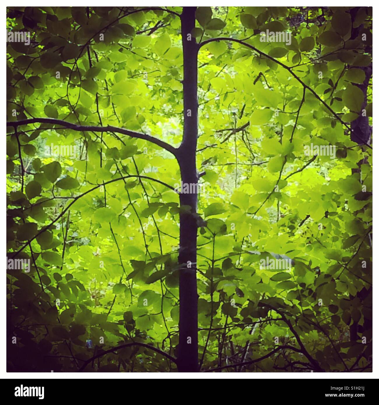 Junger Baum Bäumchen im Frühsommer mit grünen Blättern im Hintergrund - Smartphone-aufgenommenes Stockfoto