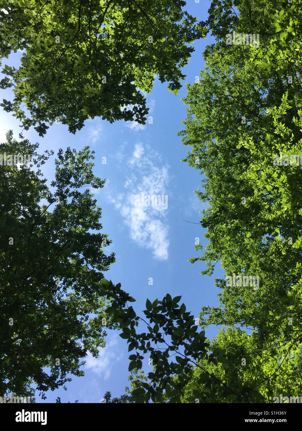 Fenster mit blauem Himmel anzeigen Trog die Bäume im Wald - Smartphone-aufgenommenes Stockfoto