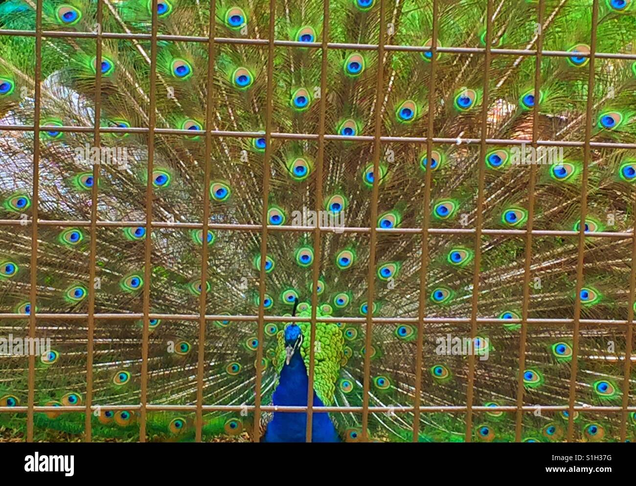 Im Zoo von Calgary - Smartphone-aufgenommenes Stockfoto