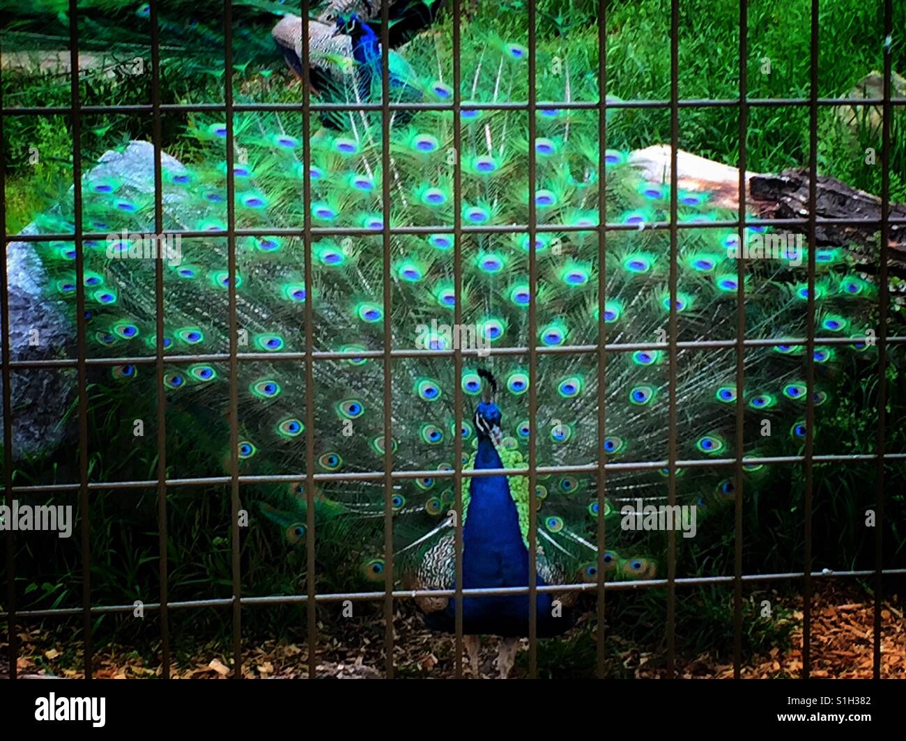 Pfau im Zoo von Calgary Stockfoto