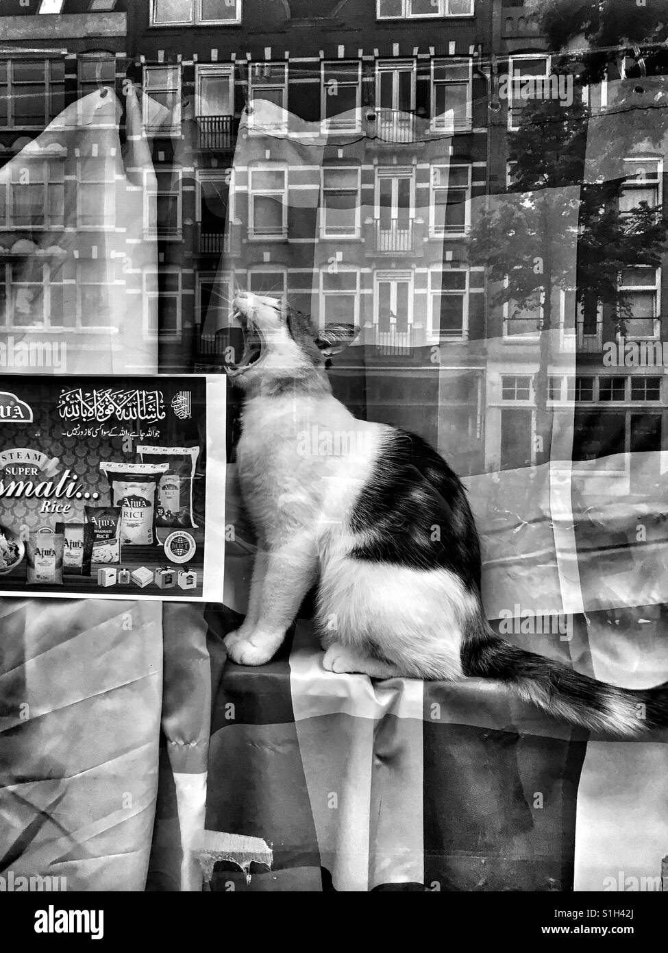 Gähnende Katze in ethnischen Schaufenster Amsterdams. Stockfoto