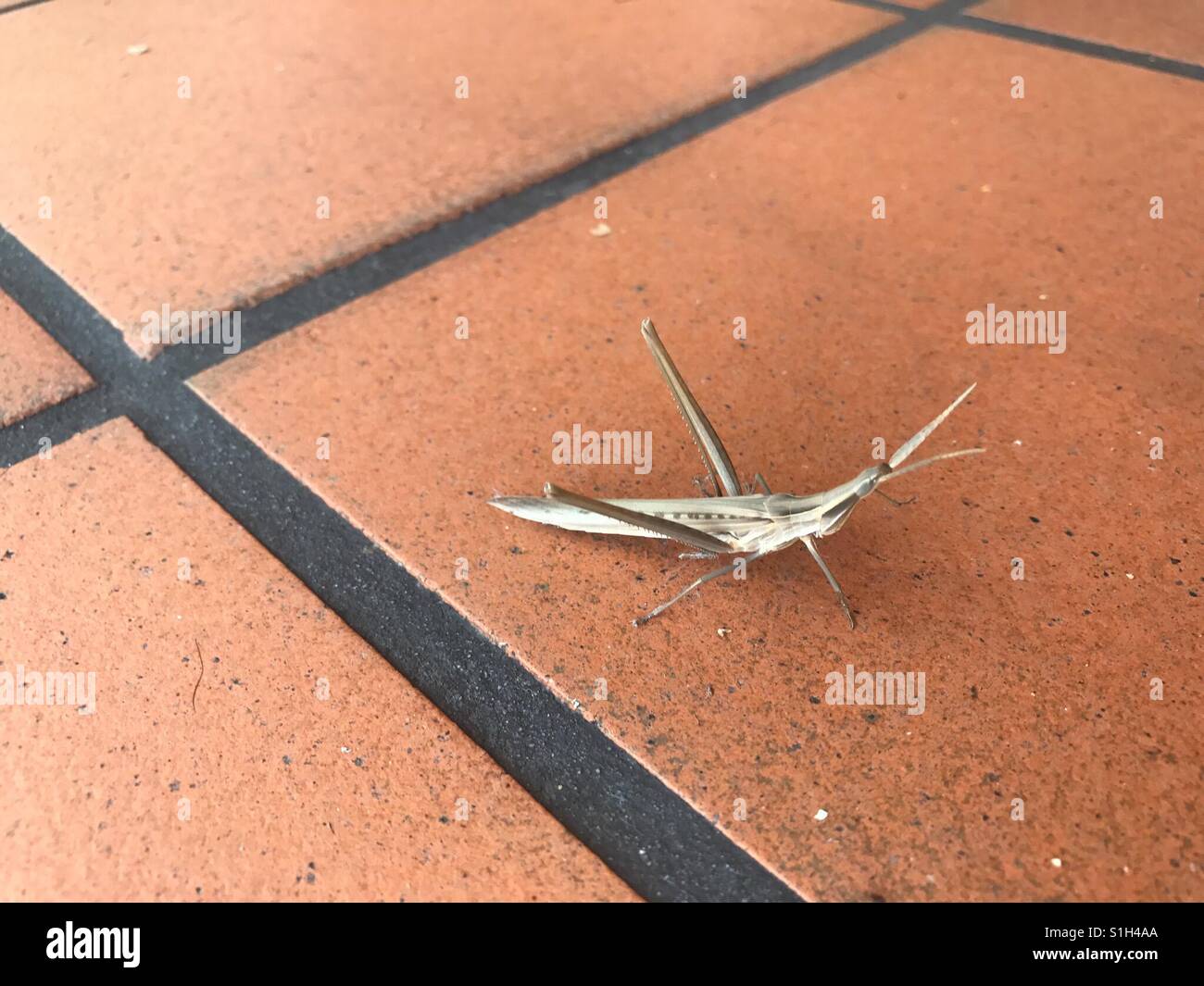 Australische Heuschrecke oder Heuschrecke auf Terrakotta-Fliesen Stockfoto