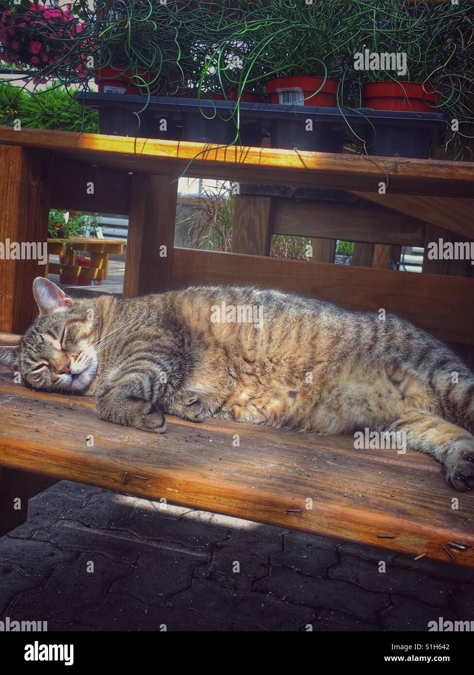 Eine Tabbykatze verschiebt in den Strahlen der Sonne. Die Katze lebt in einem Garten laden und auf ein Regal unter Ware liegt. Stockfoto