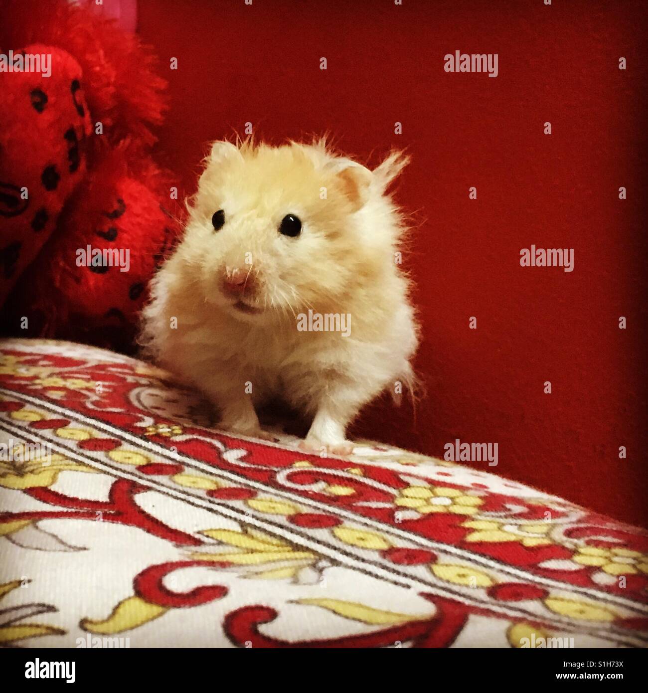 Ein Hamster auf rotem Grund Stockfoto