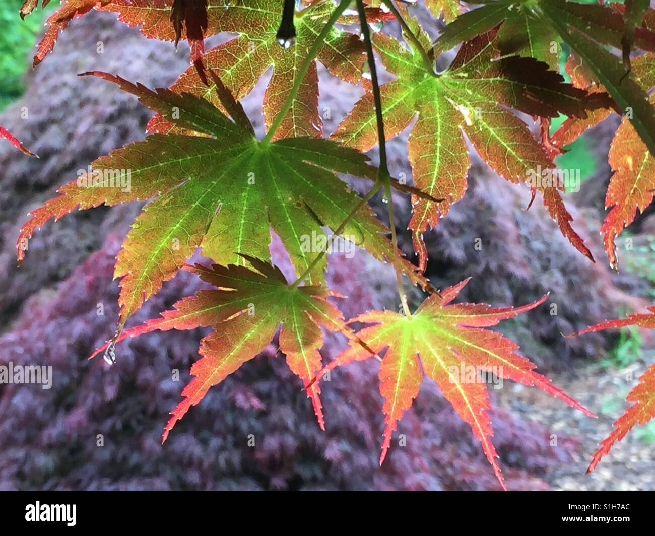 Ahorn. Acer Palmatum. Ahorn. Stockfoto