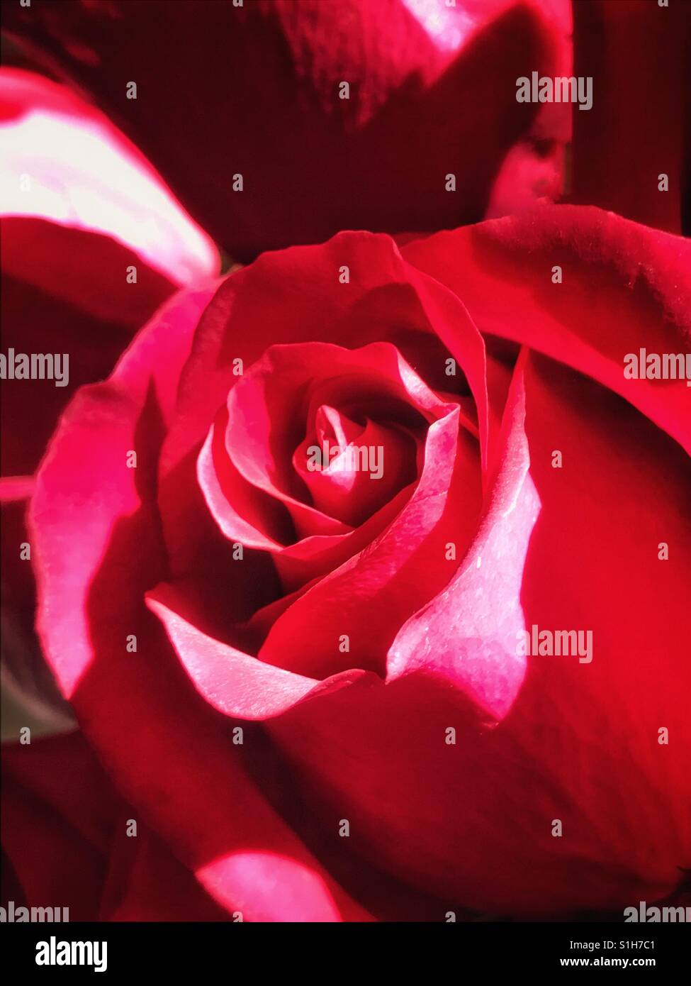 Rote rose Nahaufnahme Stockfoto