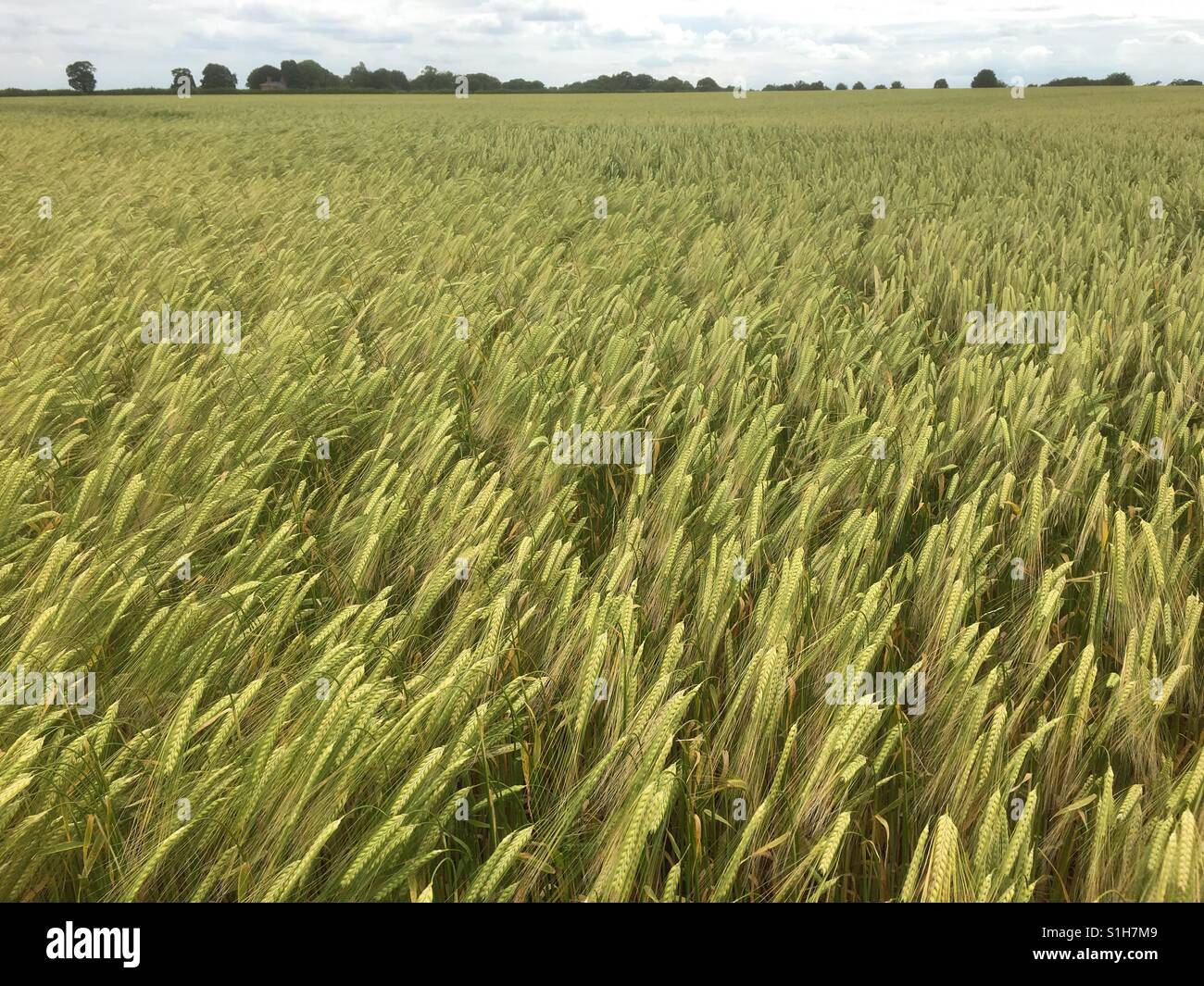 Bereich der Wintergerste im Juni. Lincolnshire, UK - Smartphone-aufgenommenes Stockfoto