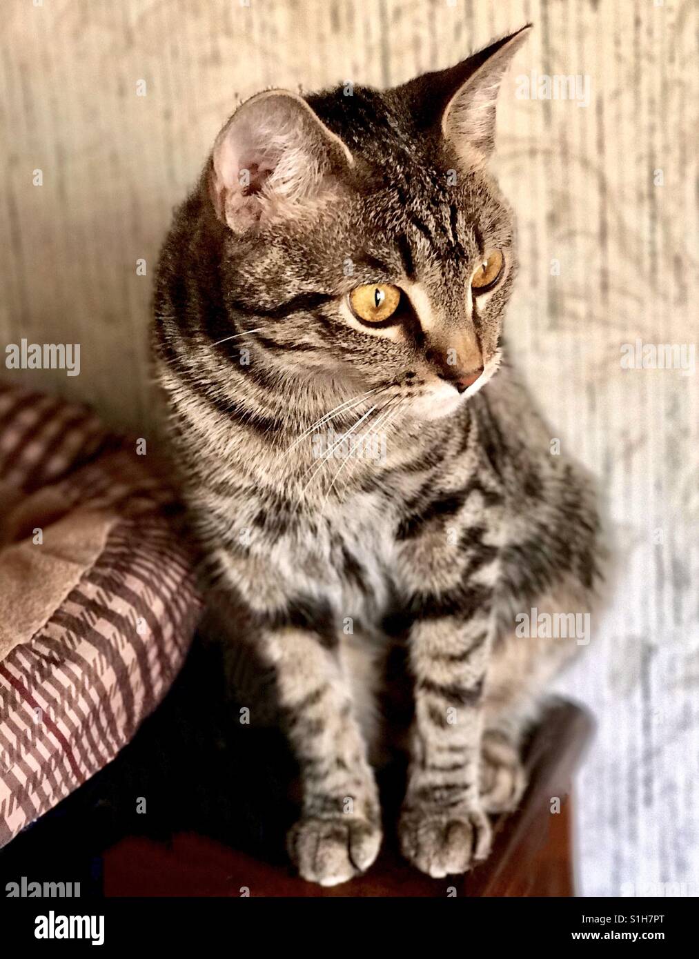Porträt von dir schöne in- oder American Shorthair Tabby Katze Teenager Kätzchen mit wunderschönen goldenen Augen und prominente Streifen Stockfoto