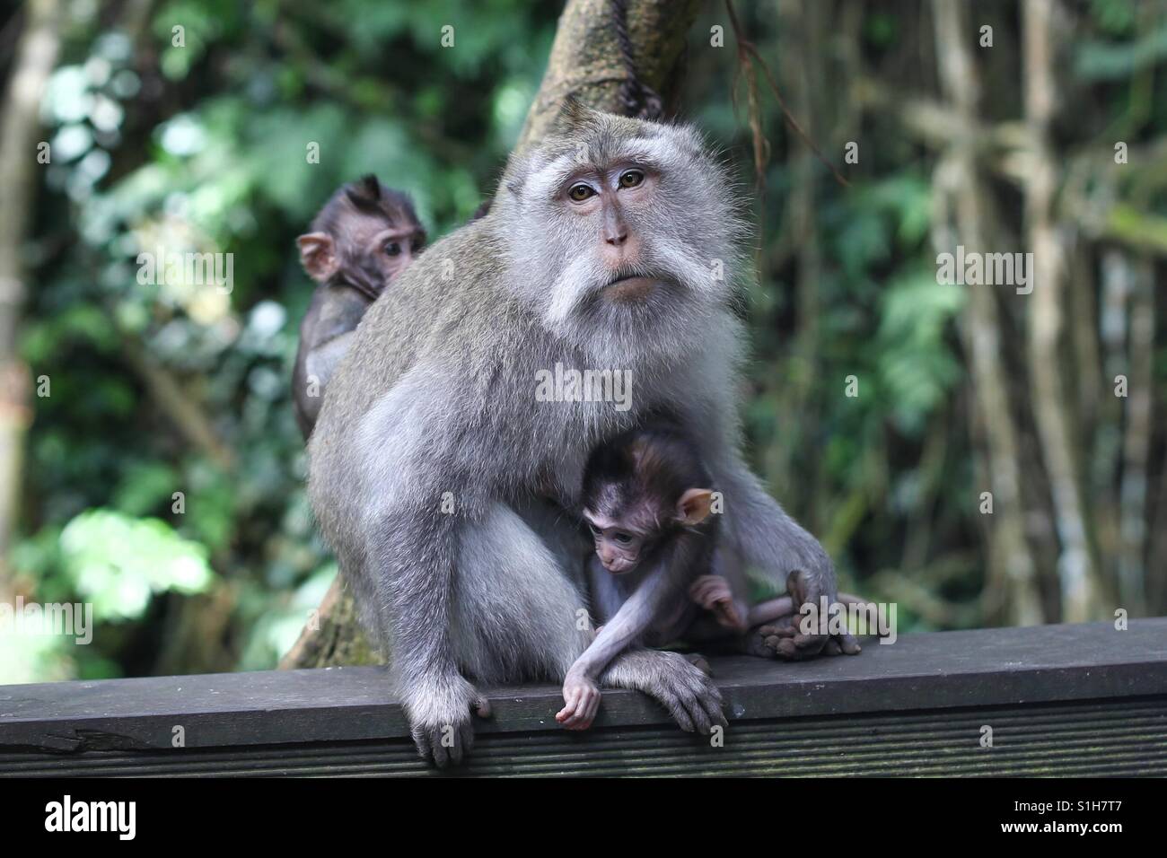 Balinesische langschwänzigen Affe Familie Stockfoto