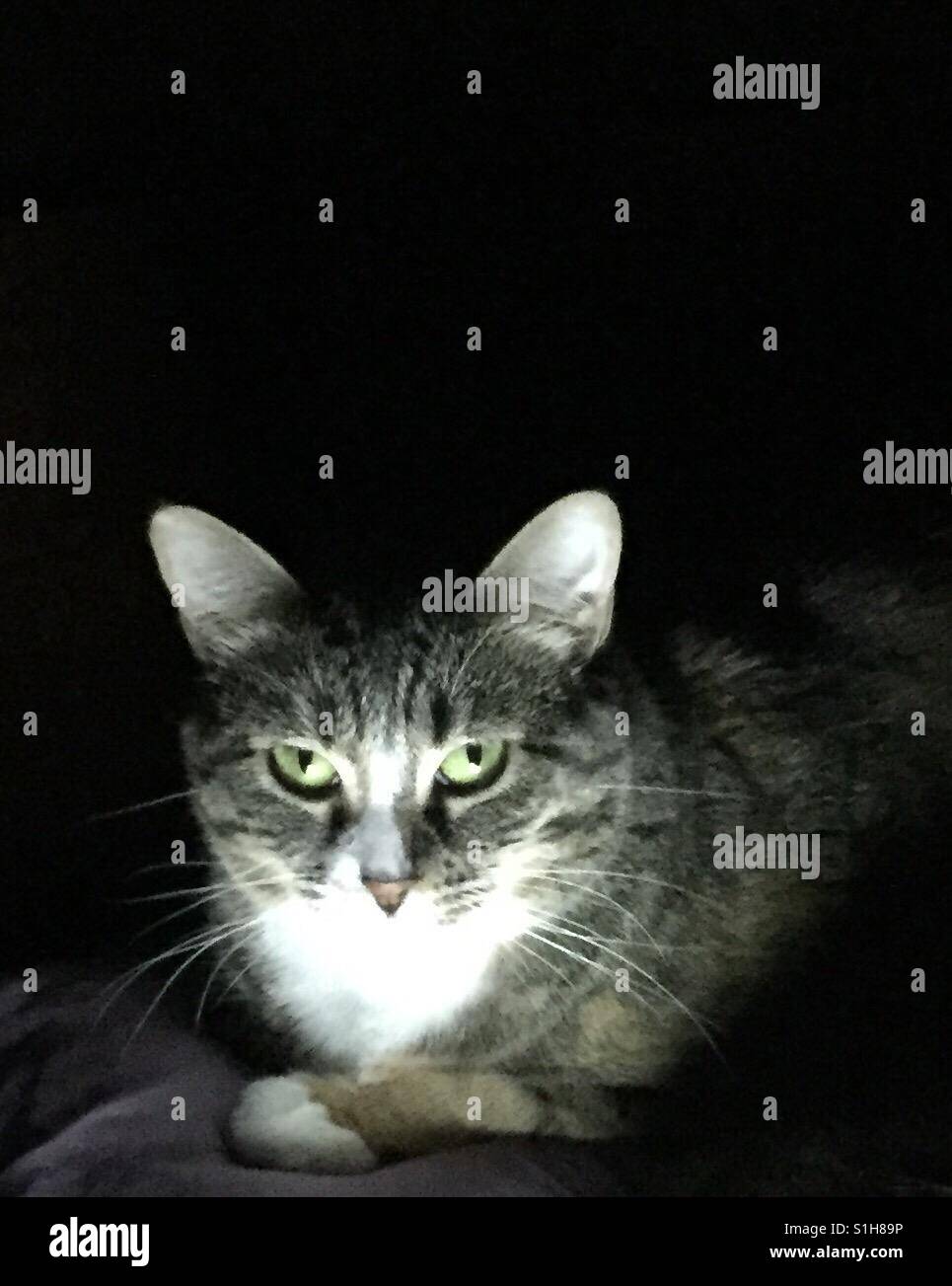 Beleuchtete Katze im Dunkeln Stockfotografie - Alamy