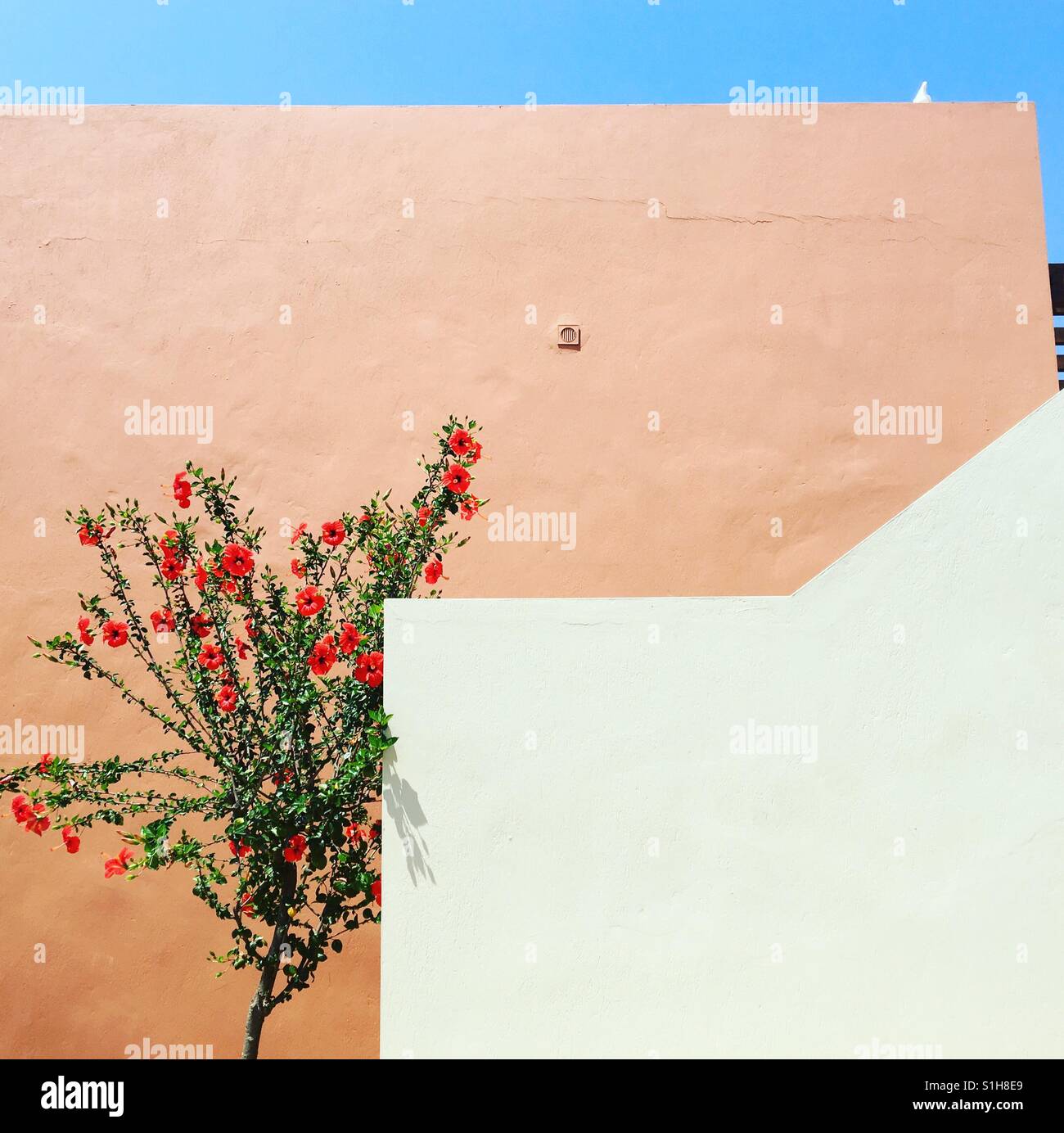 Hibiskus-Baum gegen blasse Terrakotta Wand mit blauem Himmel Stockfoto