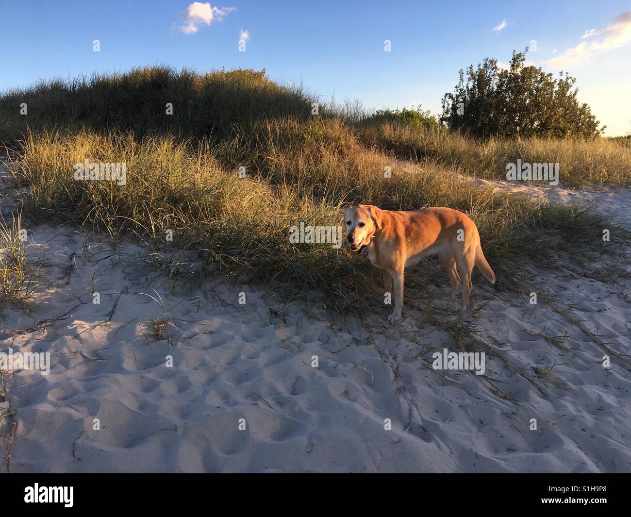 Golden Labrador Hund am Strand mit Rasen und Sträuchern an der Gold Coast Australien Stockfoto