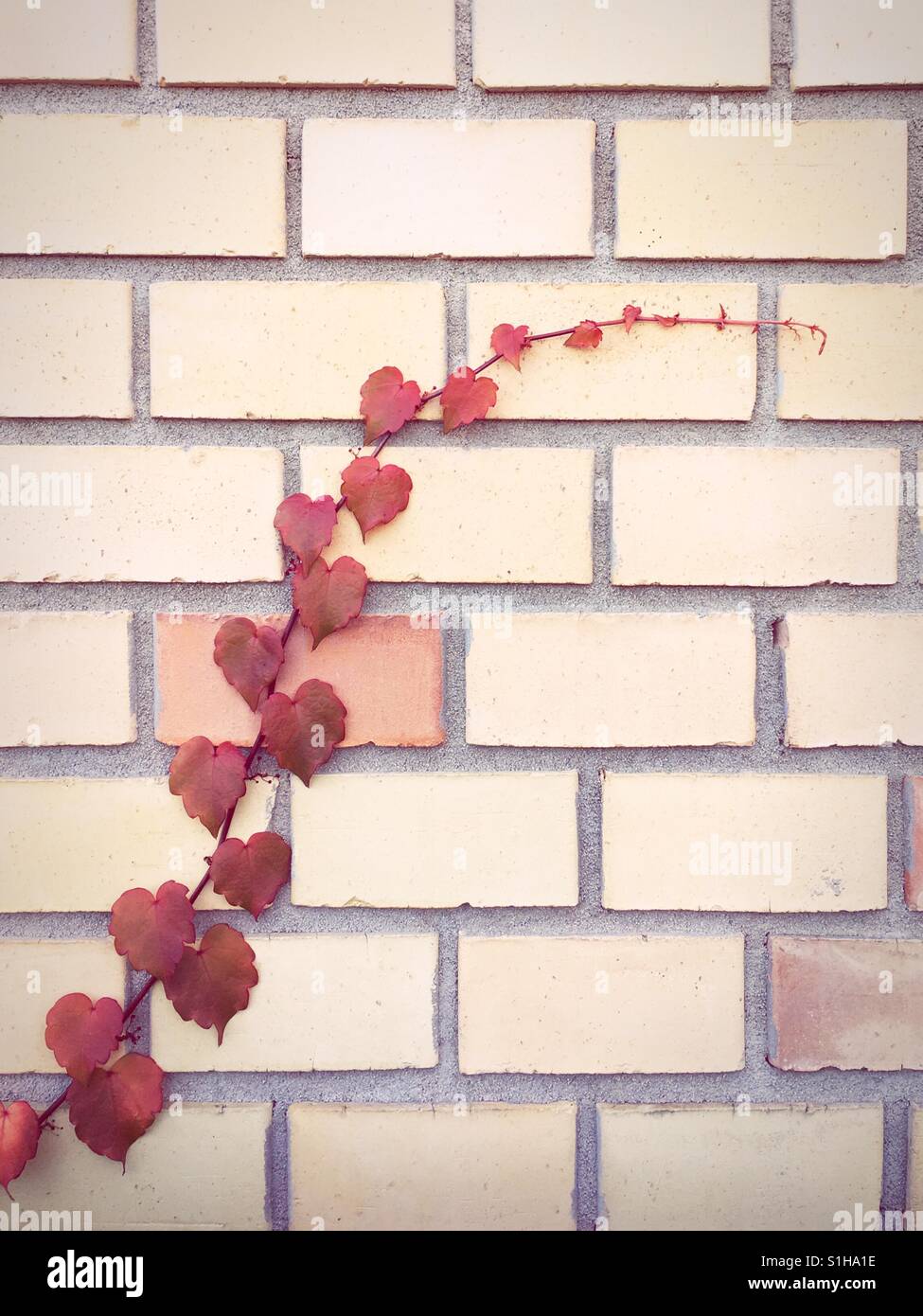 Pflanze Weinblätter mit herzförmigen gegen Mauer Stockfoto