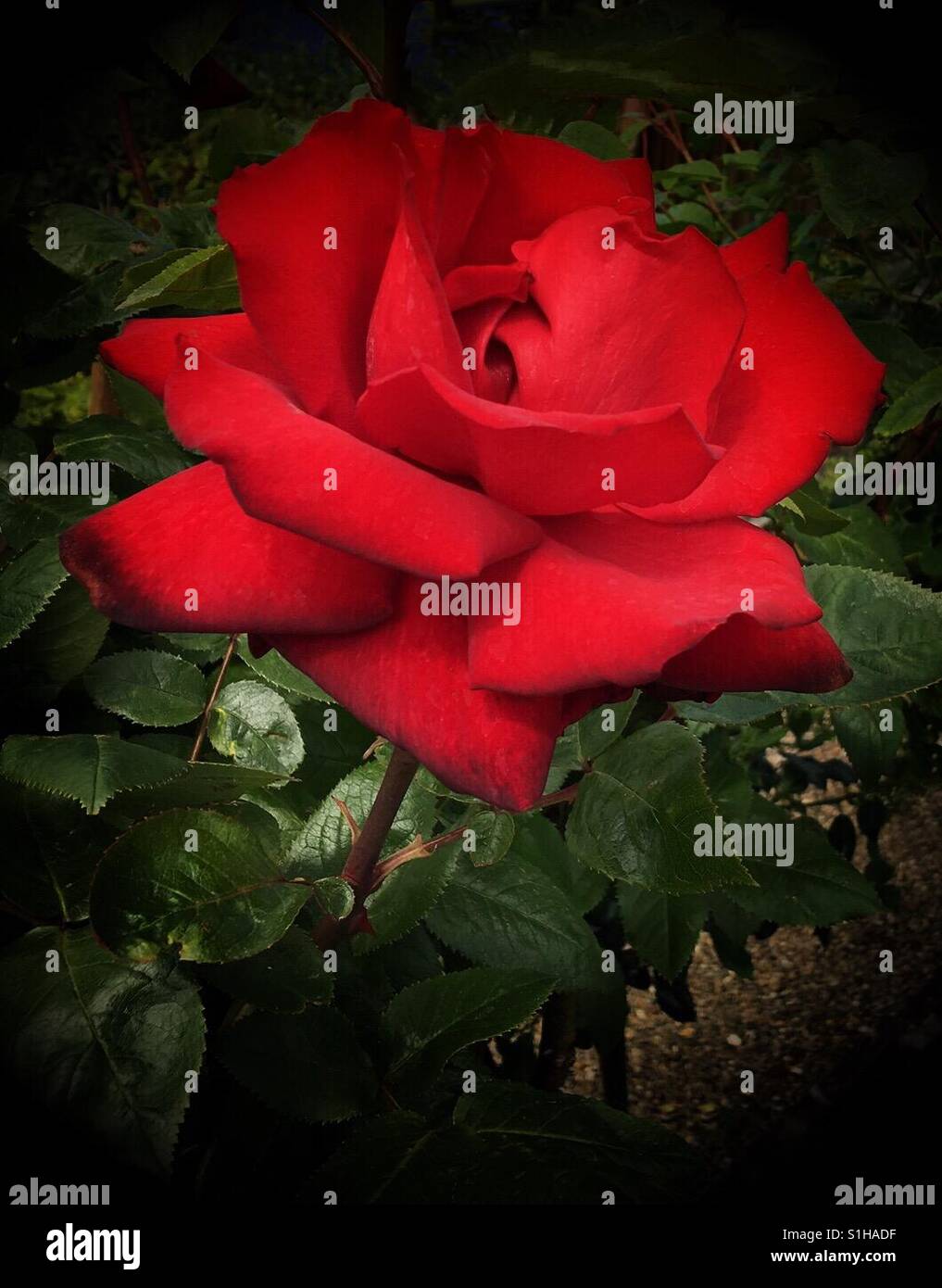 Rote rose - Smartphone-aufgenommenes Stockfoto