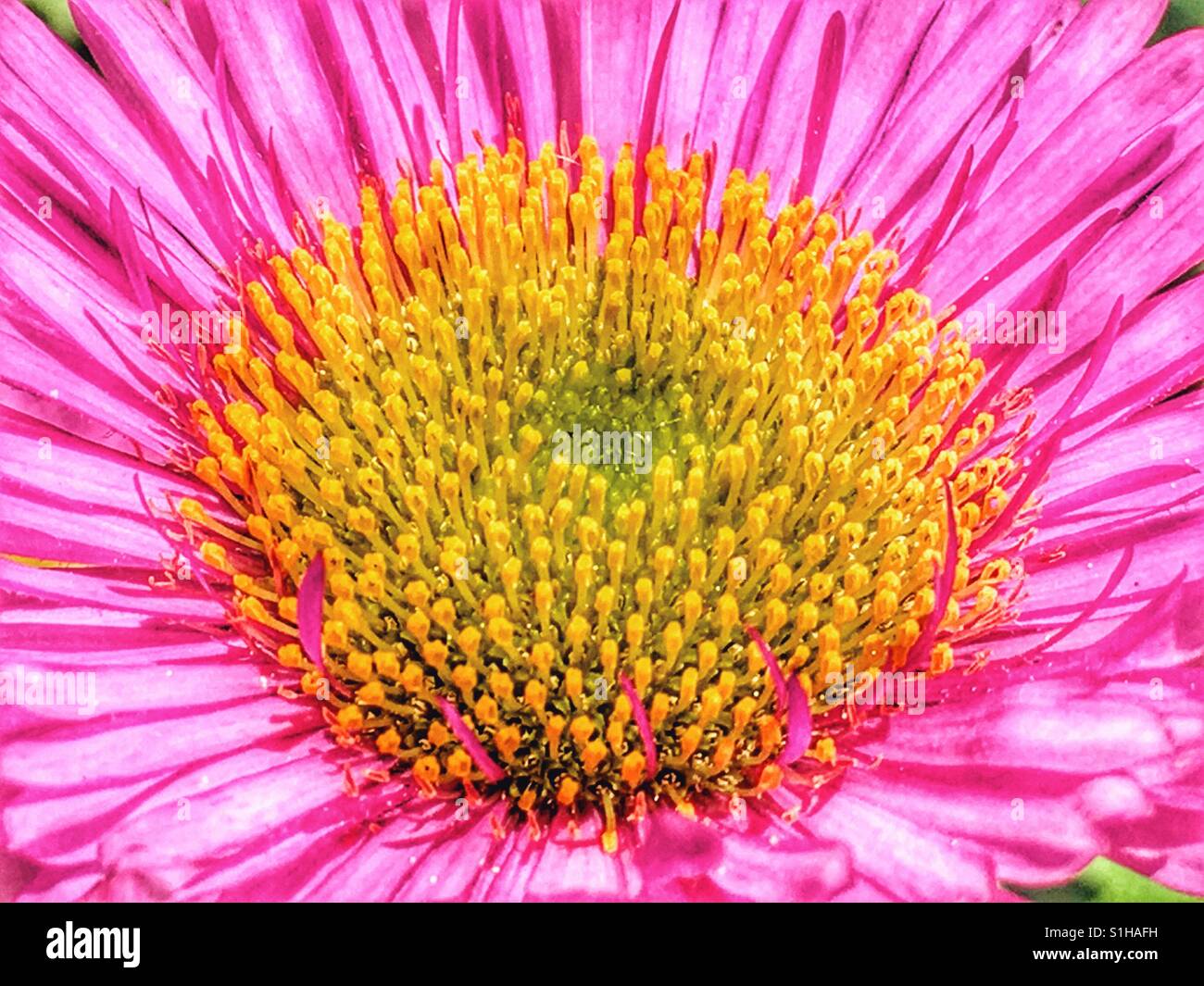 Rosa Gänseblümchen Blume, Makro Stockfoto
