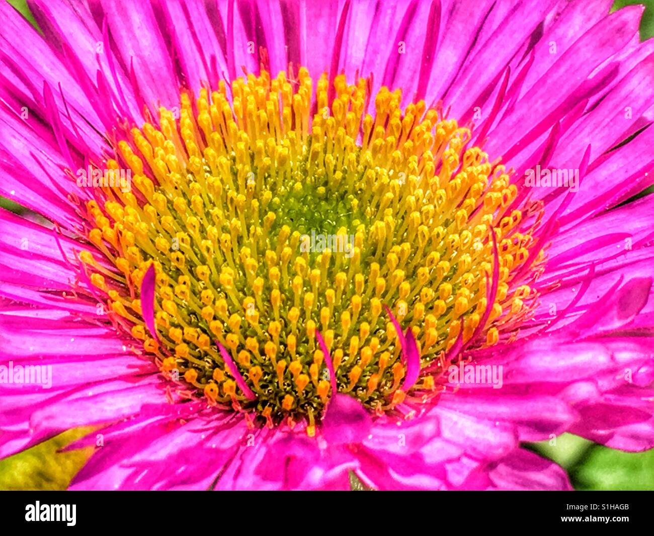 Rosa Gänseblümchen Blume, Makro Stockfoto