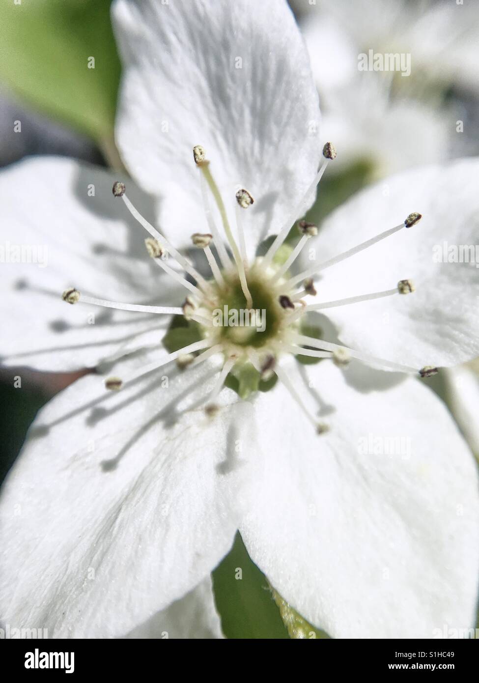 Birne Baum Blume Stockfoto