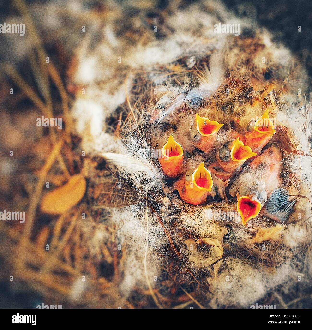 Baby vögel im nest Fotos und Bildmaterial in hoher Auflösung Alamy