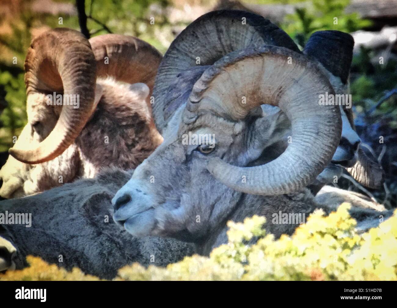 Dickhornschafe - Smartphone-aufgenommenes Stockfoto