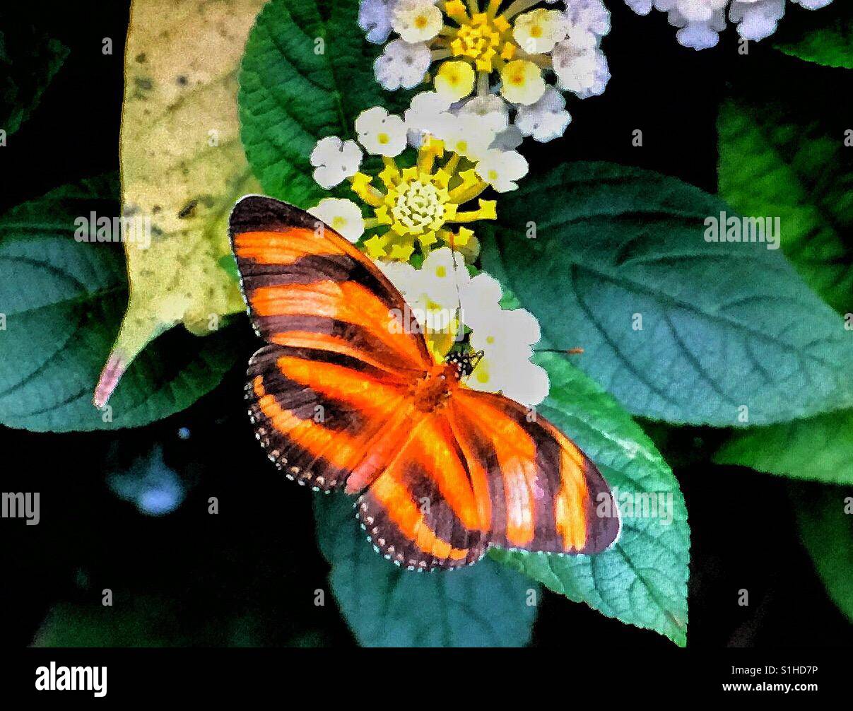 Schmetterlingshaus, Calgary, Alberta, Zoo Stockfoto