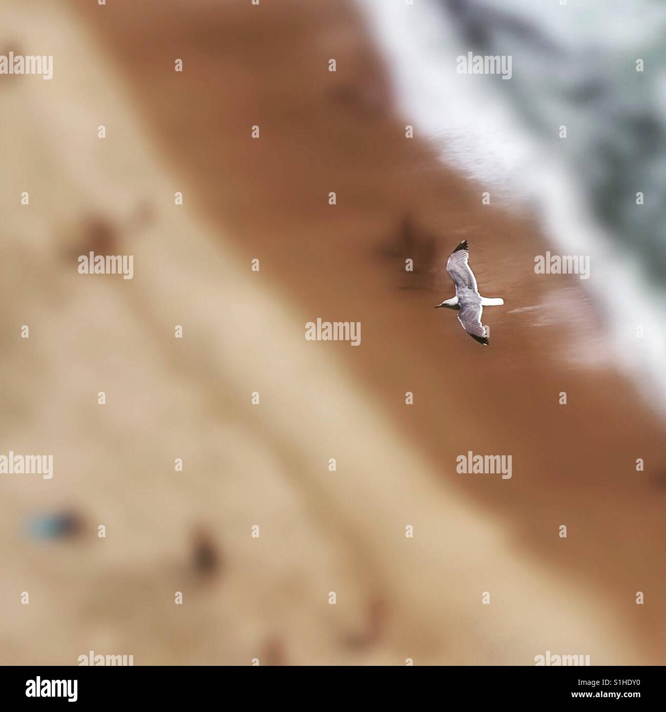 Möwe im Flug mit den Strand unterhalb - Smartphone-aufgenommenes Stockfoto