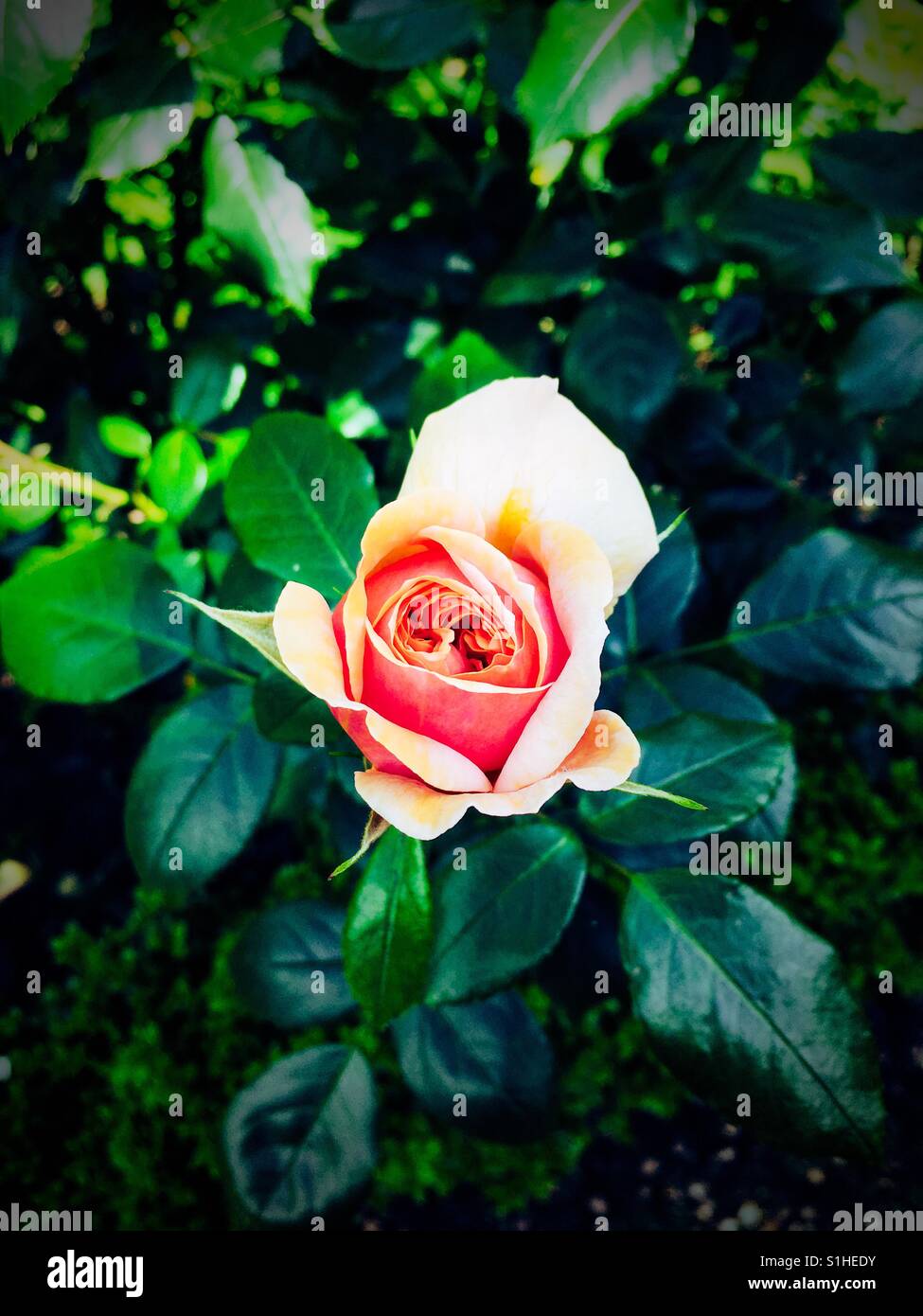 Eine neu eröffnete Pfirsich rose Stockfoto