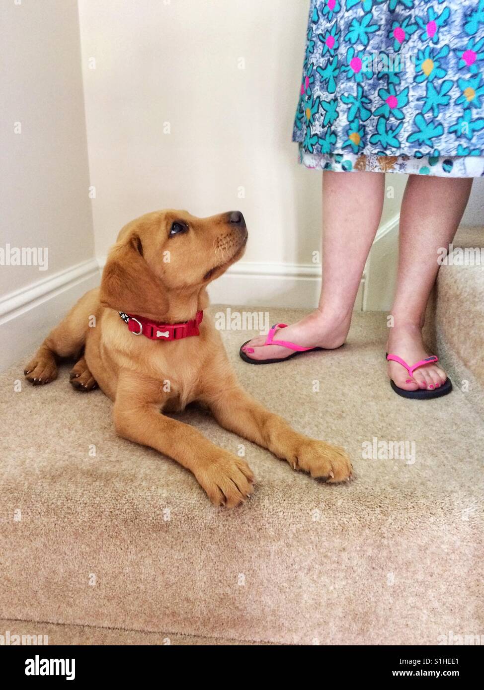Eine freche gelbe Labrador-Welpe sah schuldbewusst bis seinem Besitzer nach dem gerügt werden. - Smartphone-aufgenommenes Stockfoto