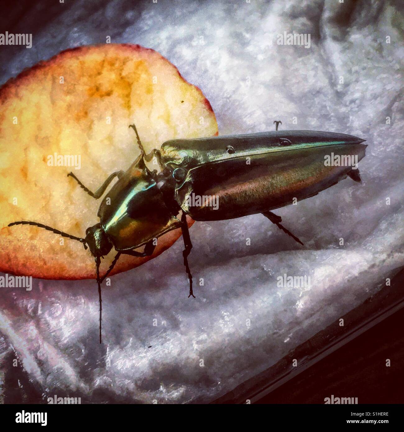 Silbrig Käfer Essen ein Stück Apfel - Smartphone-aufgenommenes Stockfoto