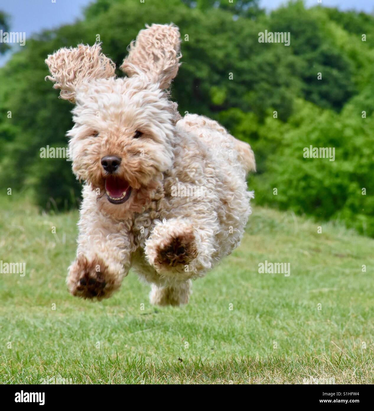 Bertie in seiner glücklichen Ort Stockfoto