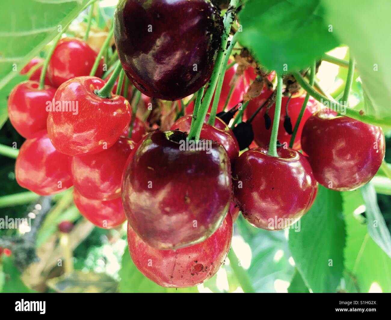 Kirschen - Smartphone-aufgenommenes Stockfoto
