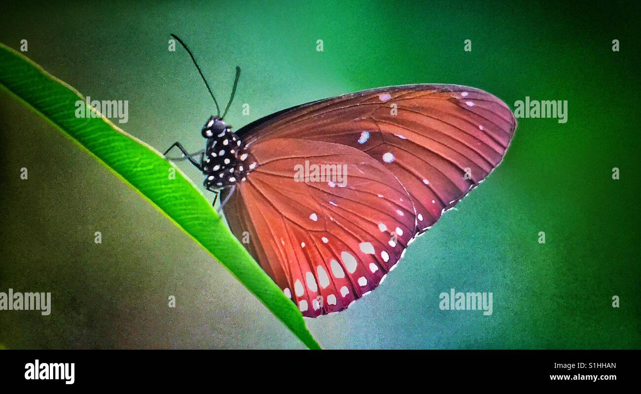 Schmetterlingshaus, Zoo von Calgary - Smartphone-aufgenommenes Stockfoto
