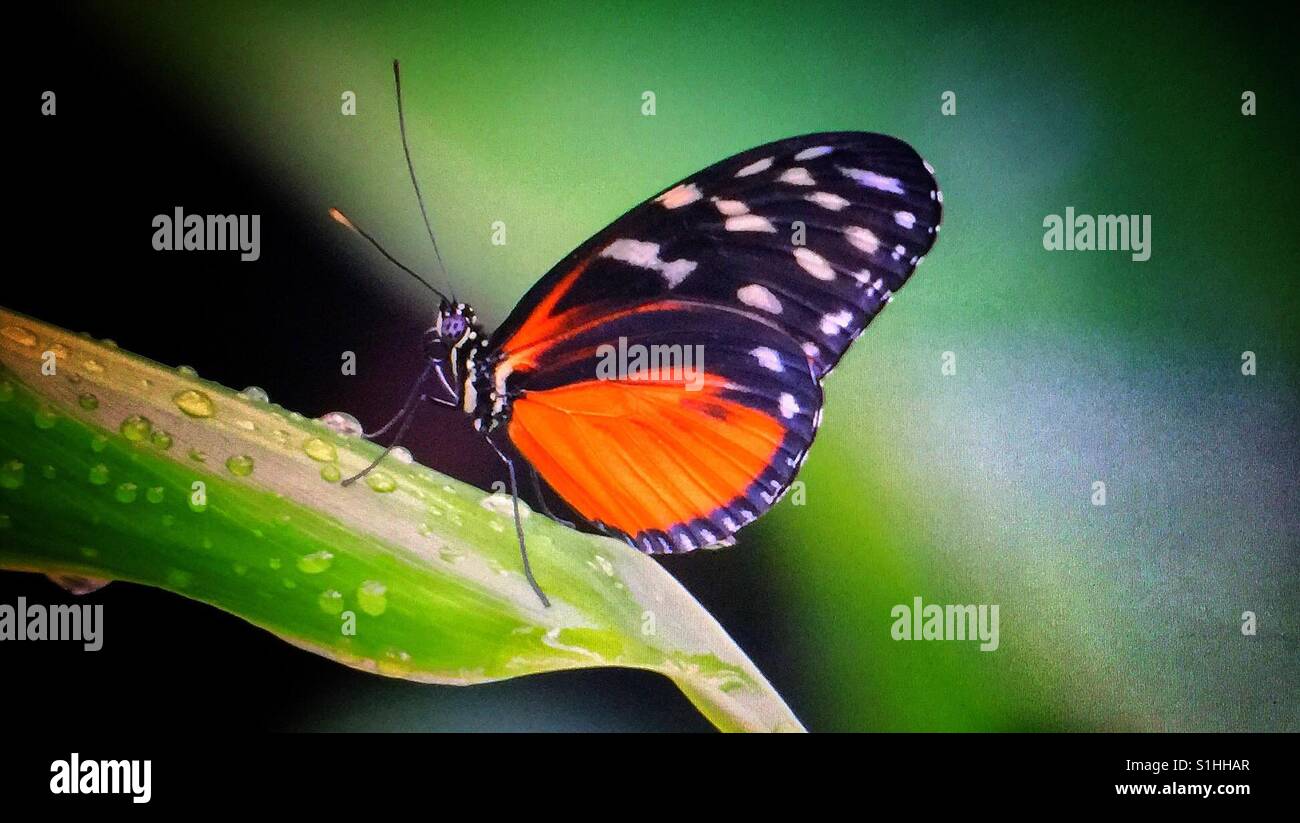 Schmetterlingshaus, Zoo von Calgary - Smartphone-aufgenommenes Stockfoto